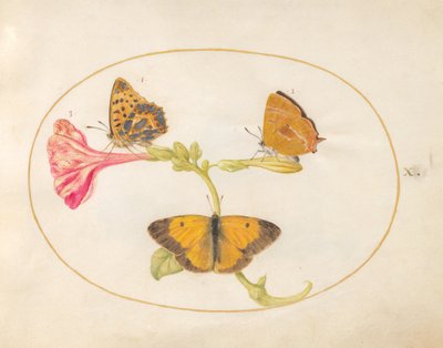 Plaka 10: Kahverengi Saç Çizgisi, Gümüşle Yıkanmış Fritillary ve Saat Dörtte Bir Çiçeğin Üzerinde Bulutlu Sarı Kelebekler by Joris Hoefnagel