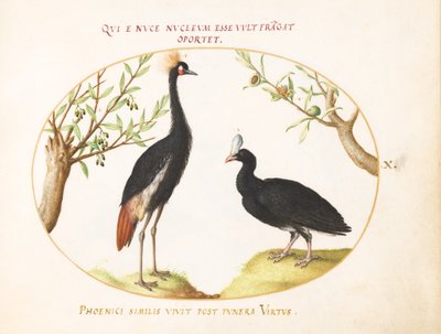 Plaka 10: Gri Taçlı Turna ve Miğferli Curassow by Joris Hoefnagel