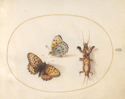 Levha 12: Bir Kelebeğin İki Görünümü (Gümüş Kenarlı Fritillary?) ve Bir Köstebek Kriket by Joris Hoefnagel