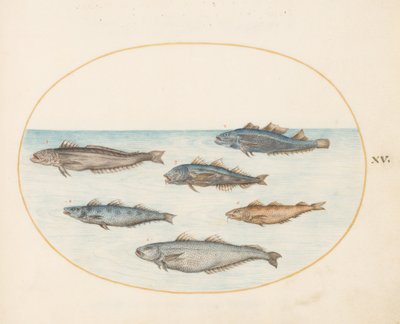 Plaka 15: Altı "Kanca" Balığı (Cod?) by Joris Hoefnagel