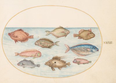 Levha 18: Yaban Domuzu Balığı, Ustura Balığı, Butterfish, John Dory ve Diğer Balıklar by Joris Hoefnagel