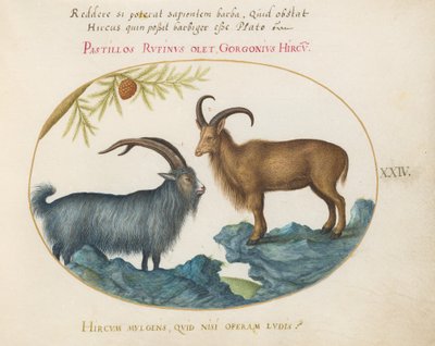 Levha 24: Bir Yaban Keçisi ve Bir Berberi Koyunu(?) by Joris Hoefnagel