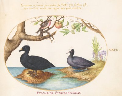 Levha 27: Bir Ördek(?), Bir Coot ve Bir Gül Kuşu(?) by Joris Hoefnagel