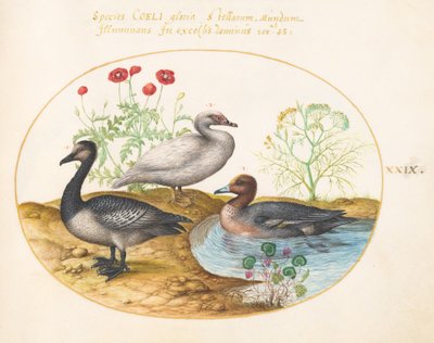 Levha 29: Haşhaşlı ve Siklamenli Kazlar by Joris Hoefnagel