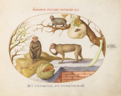 Levha 29: İki Maymun, bir "Arctopithecus" (Tembellik?) ve Meyve by Joris Hoefnagel