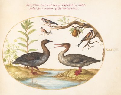Levha 31: Ördek, Merganser ve Üç Saka Kuşu by Joris Hoefnagel