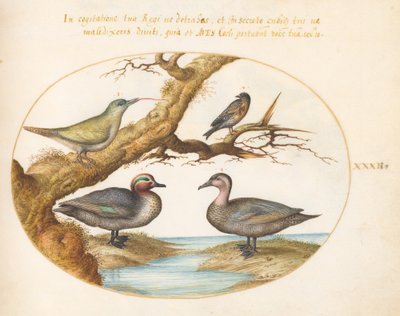 Levha 32: Yeşil Kanatlı Bir Deniz Mavisi, Bir Yavru Yeşil Ağaçkakan ve Diğer İki Kuş by Joris Hoefnagel