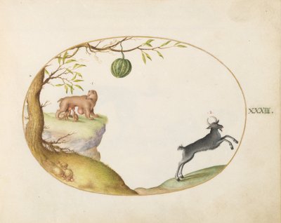 Levha 33: Bir "Simivulpa" (Opossum?) ve bir dağ keçisi by Joris Hoefnagel