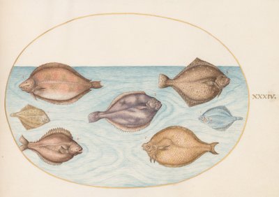 Levha 34: Yedi Yassı Balık by Joris Hoefnagel