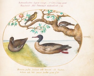 Levha 35: Dişi Yeşil Kanatlı Deniz Mavisi, Kızıl Göğüslü Merganser(?), Serçe ve Yeşil İspinoz(?) by Joris Hoefnagel