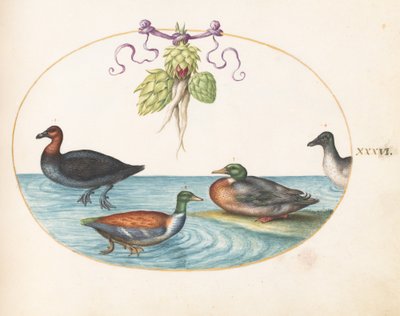 Levha 36: Kızıl Göğüslü Merganser, Kürek ve Enginarlı Diğer İki Su Kuşu by Joris Hoefnagel