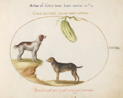Plaka 37: Bir Kabaklı İki Spaniel by Joris Hoefnagel