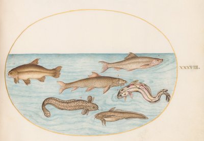 Levha 38: Burbot, Rockling ve Diğer Balıklar by Joris Hoefnagel
