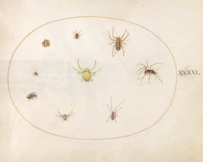 Levha 41: Sekiz Örümcekle Çevrilmiş Sarı Örümcek by Joris Hoefnagel