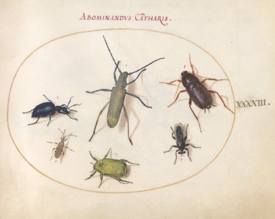 Levha 43: Altın Çiçek Açmış Gri Uzunboynuz(?), Tansy Böceği(?), Hamamböceği, Yaprak Ayaklı Böcek ve Diğer Böcekler by Joris Hoefnagel