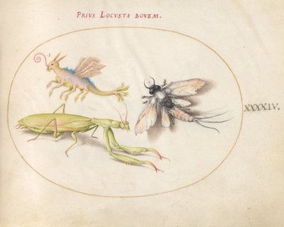 Levha 44: Hayali Bir Böcek ile Mantis ve Mayfly by Joris Hoefnagel