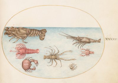 Plaka 45: Istakoz, Squilla Mantis ve Diğer Kabuklular by Joris Hoefnagel