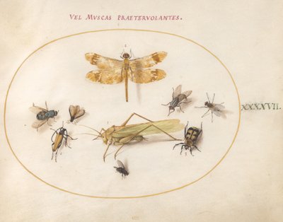 Levha 47: Yusufçuk, Çekirge, Karasinek, Leş Böceği, Uzun Boynuzlu Çiçek Böceği ve Diğer Böcekler by Joris Hoefnagel