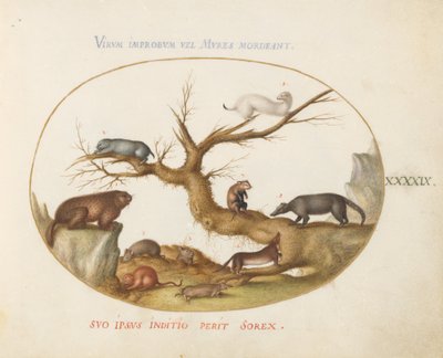 Levha 49: Dağ sıçanı, hamster, sıçan, tarla faresi, sivri fare ve bir Coatimundi by Joris Hoefnagel