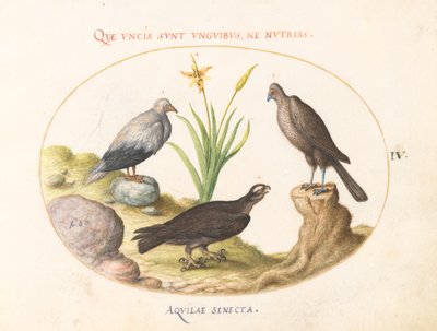 Plaka 4: Bir Mısır Akbabası, bir Kuzey Çakır (?) ve bir "Aquila Heteropode" (Kısa Parmaklı Kartal?) by Joris Hoefnagel