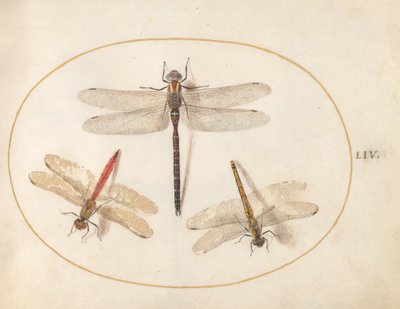 Plaka 54: Tüylü Yusufçuk ve İki Darter by Joris Hoefnagel