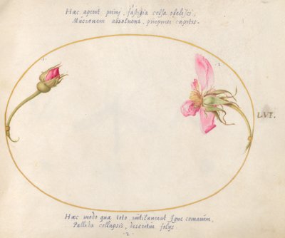 Plaka 56: Bir Gül goncası ve Parçalanan Pembe Gül by Joris Hoefnagel