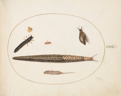 Plaka 64: Leopar Sümüklüböceği, Yer Böceği Larvası, Sıçan Kuyruklu Bir Kurtçuk ve Diğer Yaratıklar by Joris Hoefnagel