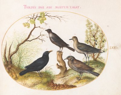 Levha 65: Karatavuk, Starling(?) ve Diğer Kuşlar by Joris Hoefnagel
