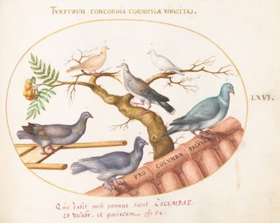 Levha 66: Güvercinler ve Güvercinler by Joris Hoefnagel