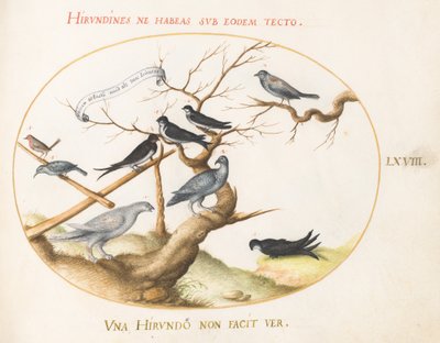Levha 68: Bir Ptarmigan, Kırlangıçlar ve Diğer Kuşlar by Joris Hoefnagel
