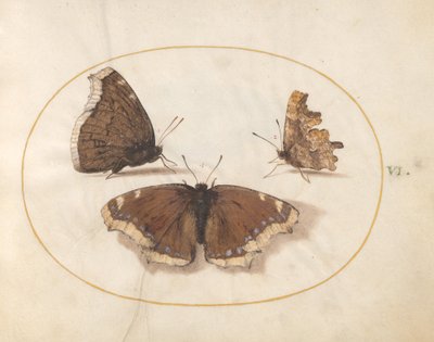 Plaka 6: Bir Yas Pelerini (Camberwell Beauty) Kelebeğinin Virgülle Üzerinde İki Görünümü by Joris Hoefnagel