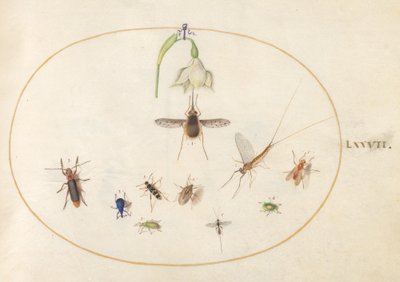 Plaka 77: Beyaz Çiçeği, Mavi ve Yeşil Böcekleri ve Diğer Böcekleri Olan Sinek Kuşu Şahin Güvesi by Joris Hoefnagel