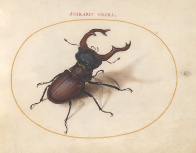 Bokböceği böceği, c.1575-80 by Joris Hoefnagel