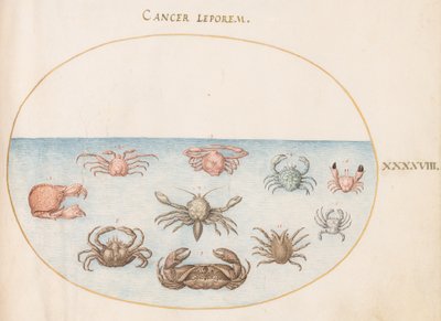 Kabuklu deniz ürünleri, c.1575-80 by Joris Hoefnagel
