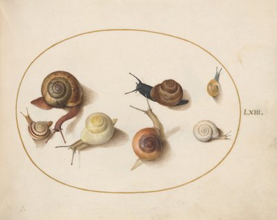 Salyangoz, c.1575-80 by Joris Hoefnagel