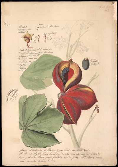 Theobroma iki renkli, 1785. by José Joaquim Freire