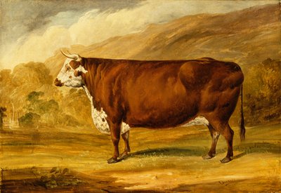 Bir Hereford Boğası (tuval üzerine yağlı boya) by Joseph Dunn