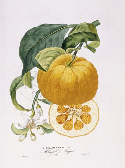 Portakal Ağaçlarının Doğal Tarihi, 1818-20 by Joseph Antoine Risso