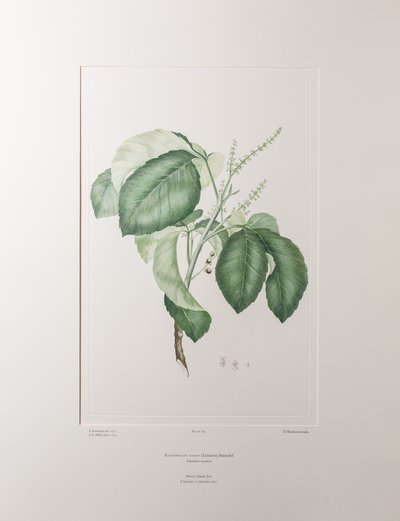 Allophyllus cobbe (Sapindaceae) - Plaka 365, Banks#39; Florilegium, c.1771-84 (kağıt üzerine bakır levha gravür) by Joseph Banks
