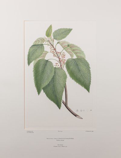 Aristotelia serrata (Elaeocarpaceae) - Plaka 419, Banks#39; Florilegium, c.1771-84 (kağıt üzerine bakır levha gravür) by Joseph Banks