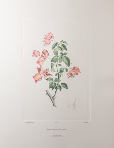 Bouganvillea spectabilis (Nyctaginaceae) - Plaka 355, Banks#39; Florilegium, c.1771-84 (kağıt üzerine bakır levha gravür) by Joseph Banks