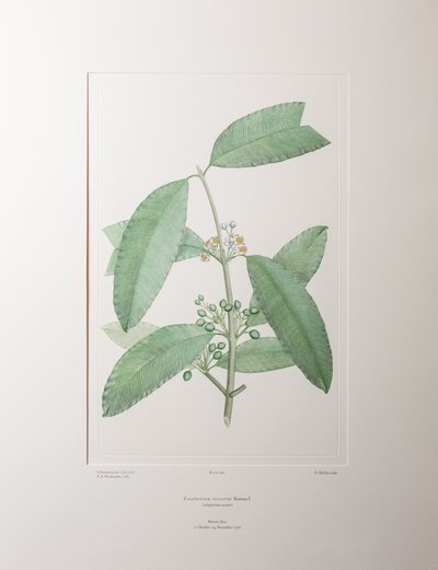Calophyllum soulattri (Guttiferae) - Levha 362, Banks#39; Florilegium, c.1771-84 (kağıt üzerine bakır levha gravür) by Joseph Banks