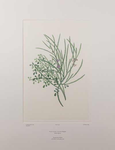 Carmichaelia solandri (Leguminosae) - Levha 429, Banks#39; Florilegium, c.1771-84 (kağıt üzerine bakır levha gravür) by Joseph Banks