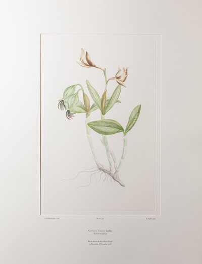 Cattleya forbesii (Orchidaceae) - Plaka 358, Banks#39; Florilegium, c.1771-84 (kağıt üzerine bakır levha gravür) by Joseph Banks