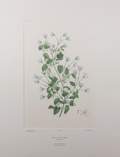 Clematis forsteri (Ranunculaceae) - Plaka 402, Banks#39; Florilegium, c.1771-84 (kağıt üzerine bakır levha gravür) by Joseph Banks