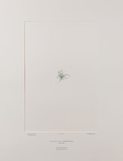Colobanthus apetalus (Caryophyllaceae) - Levha 414, Banks#39; Florilegium, c.1771-84 (kağıt üzerine bakır levha gravürü) by Joseph Banks