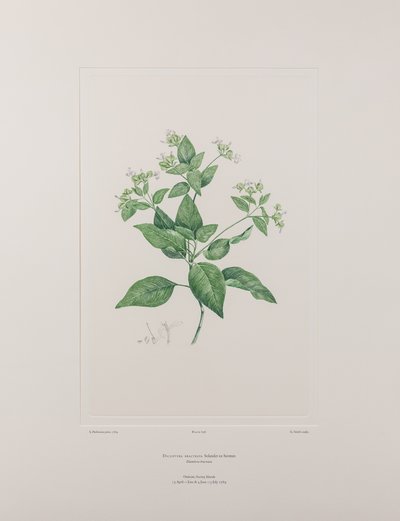 Dicliptera bracteata (Acanthaceae) - Plaka 636, Banks#39; Florilegium, c.1771-84 (kağıt üzerine bakır levha gravürü) by Joseph Banks