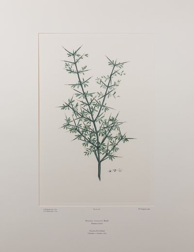 Discaria toumatou (Rhamnaceae) - Plaka 426, Banks#39; Florilegium, c.1771-84 (kağıt üzerine bakır levha gravür) by Joseph Banks