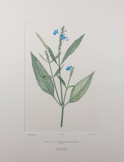 Eranthemum nervosa (Acanthaceae) - Plaka 378, Banks#39; Florilegium, c.1771-84 (kağıt üzerine bakır levha gravür) by Joseph Banks
