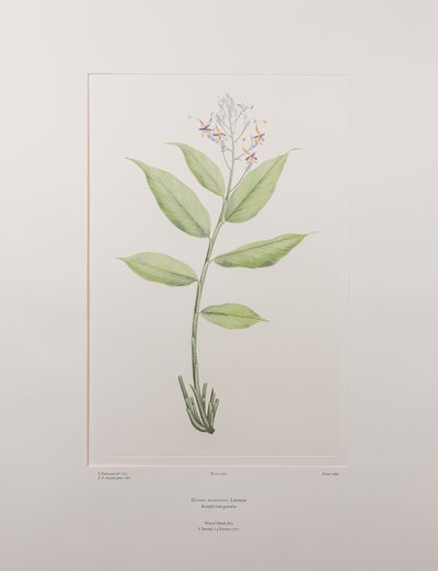 Globba marantina (Zingiberaceae) - Plaka 390, Banks#39; Florilegium, c.1771-84 (kağıt üzerine bakır levha gravür) by Joseph Banks